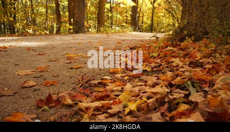 Vista da terra di un sentiero nella Cook County Forest Preserve in autunno con colorate foglie cadute in primo piano. Foto Stock