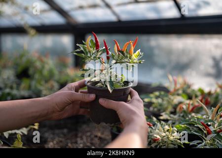Pentola con peperoni paprika in mani agronomo o proprietari di fattoria che coltivano verdure in serra di vetro Foto Stock