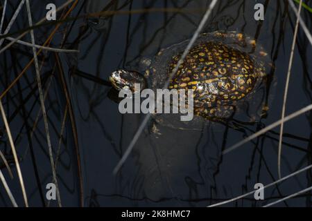 Un maschio adulto di tartaruga orientale della scatola (Terrapene carolina) dalla contea di Walton Florida. Foto Stock