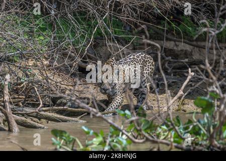 Jaguar caccia ed esame dei giacinti per preda Foto Stock