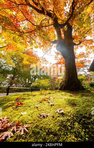 Vista superba, colori autunnali al Tempio Jojakko-ji, Giappone, in autunno intorno a novembre Foto Stock