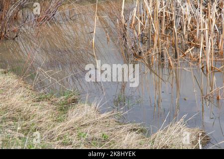 Un adulto maschio allevatore rana di leopardo settentrionale (Lithobates pipipiens) insieme a diverse masse di uova nella contea di Jefferson, Colorado, USA. Foto Stock