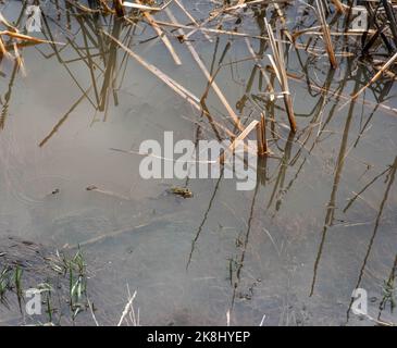 Un adulto maschio allevatore rana di leopardo settentrionale (Lithobates pipipiens) insieme a diverse masse di uova nella contea di Jefferson, Colorado, USA. Foto Stock