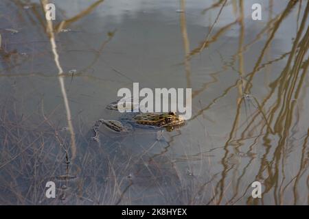 Un adulto di allevamento maschio rana di leopardo settentrionale (Lithobates pipipiens) da Jefferson County, Colorado, USA. Foto Stock