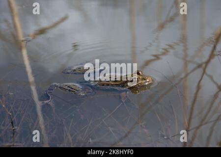 Un adulto di allevamento maschio rana di leopardo settentrionale (Lithobates pipipiens) da Jefferson County, Colorado, USA. Foto Stock