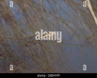 Un adulto di allevamento maschio rana di leopardo settentrionale (Lithobates pipipiens) da Jefferson County, Colorado, USA. Foto Stock