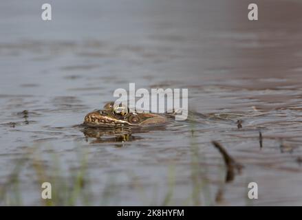 Un adulto maschio rana del leopardo del nord (Lithobates pipipiens) che fa una chiamata di pubblicità nella contea di Jefferson, Colorado, S.U.A. Foto Stock