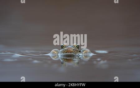 Un adulto maschio rana del leopardo del nord (Lithobates pipipiens) che fa una chiamata di pubblicità nella contea di Jefferson, Colorado, S.U.A. Foto Stock