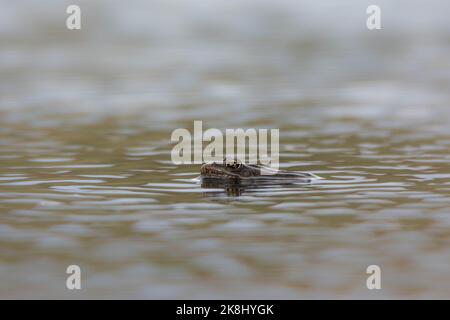 Un adulto di allevamento maschio rana di leopardo settentrionale (Lithobates pipipiens) da Jefferson County, Colorado, USA. Foto Stock