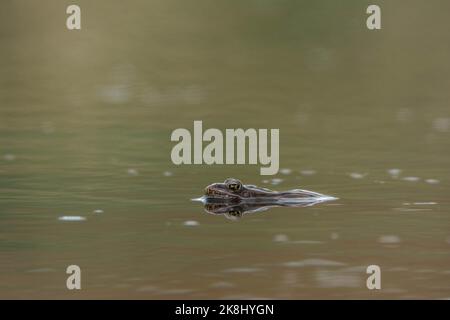 Un adulto di allevamento maschio rana di leopardo settentrionale (Lithobates pipipiens) da Jefferson County, Colorado, USA. Foto Stock