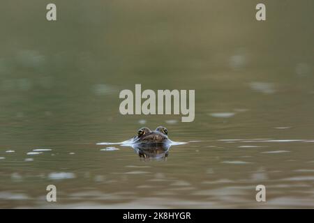 Un adulto di allevamento maschio rana di leopardo settentrionale (Lithobates pipipiens) da Jefferson County, Colorado, USA. Foto Stock