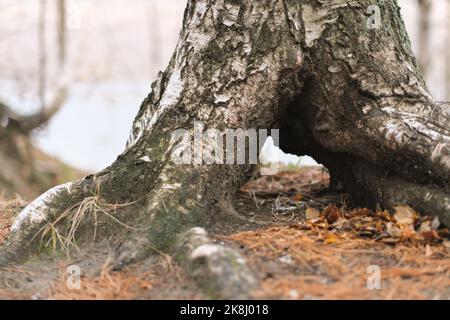 antiche radici di betulla con buco o burrow, umore autunnale nella foresta. Foto Stock