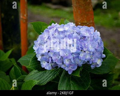 Fiori viola conosciuto come Hortensia, Penny Mac o Bigleaf, francese, Lacecap o Mophead Hydrangea, (Hydrangea macrophylla) in un giardino Foto Stock
