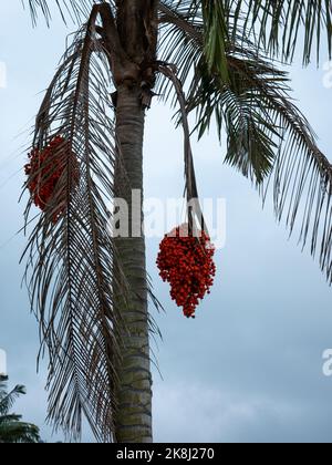 Albero di palma con piccoli frutti d'arancia conosciuto come Moriche Palm, Ité Palm, Ita, Buriti, Muriti, (Mauritia flexuosa) in un giorno nuvoloso Foto Stock