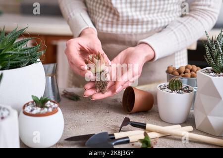 Echeveria pianta succulenta con radici pronte per il trapianto Foto Stock