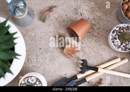 Echeveria pianta succulenta con radici pronte per il trapianto Foto Stock