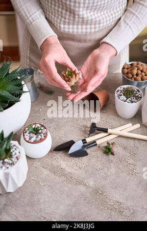 Echeveria pianta succulenta con radici pronte per il trapianto Foto Stock