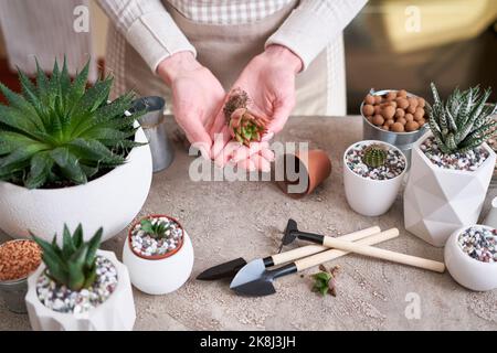 Echeveria pianta succulenta con radici pronte per il trapianto Foto Stock