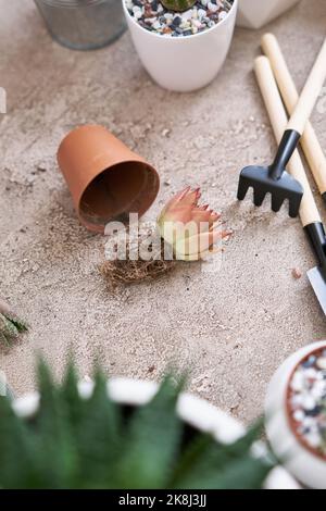 Echeveria pianta succulenta con radici pronte per il trapianto Foto Stock