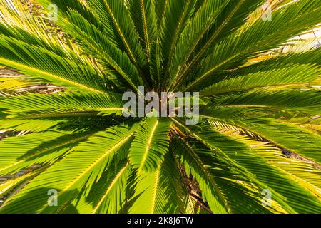 Vista dall'alto della palma di sago o della Cycas revoluta o della cicad giapponese. Piante da giardinaggio decorative. Foto Stock