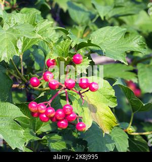 Bacche di viburnum rosso su uno sfondo di foglie di cespuglio verde. Messa a fuoco selettiva morbida Foto Stock