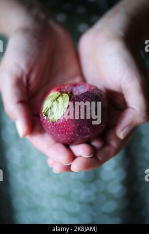 Mela italiana var. Abbondanza, frutto che matura nella prima settimana di ottobre Foto Stock