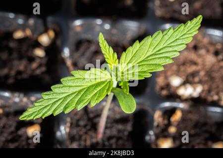 Piccola pianta di piantine di cannabis allo stadio della vegetazione piantata nel suolo al sole. Marijuana per scopi medici. Foto Stock