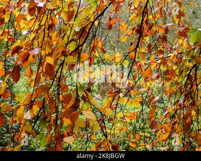 Foglie di autunno Foto Stock