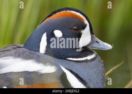 Arlecchino anatra (Histrionicus histrionicus), maschio adulto close-up, Nordest, Islanda Foto Stock