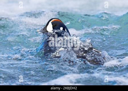 Harlequin Duck (Histrionicus histrionicus), maschio adulto che emerge dall'acqua, regione nordorientale, Islanda Foto Stock