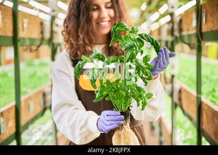 Primo piano di una donna sorridente giardiniera in guanti da giardino che tiene pentola con basilico. Giovane donna allegra con pianta verde e verde in mano in serra. Foto Stock