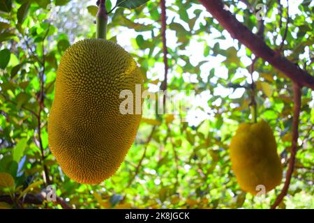 Gattino starring Foto Stock