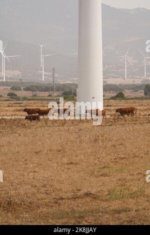 Mucche in campo secco vicino alla fattoria di turbine eoliche, la Janda, Cadice, Andalusia, Spagna. Foto Stock