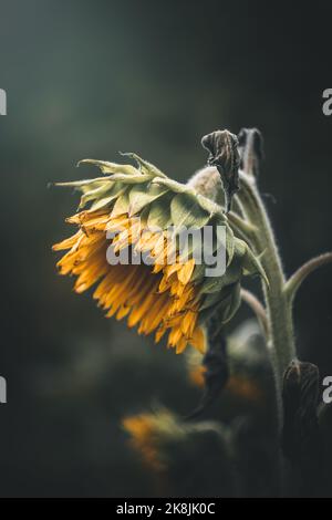 Un girasole appassito in autunno Foto Stock