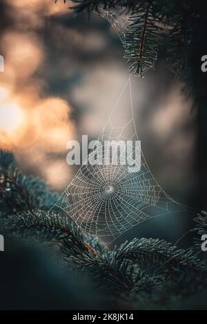 La mattina dewy spiderweb Foto Stock