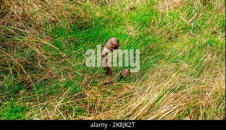 Primo piano del fungo Parasol (Macrolepiota procera) Foto Stock