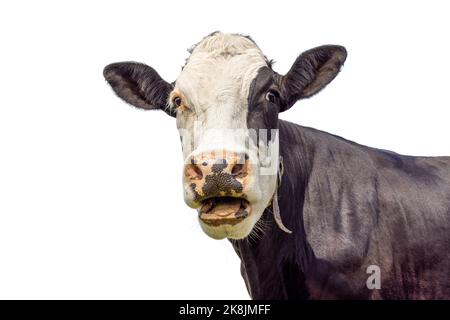 Mucca alata isolata su bianco, booing bianco e nero aspetto, naso rosa, heckling Foto Stock