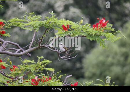 Un bulbul leggero (Pycnonotus sinensis) arroccato su un ramo dell'albero Foto Stock