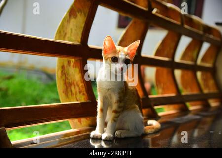 Gattino starring Foto Stock