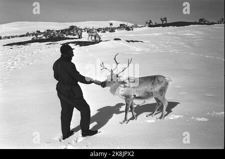 Femunden 19660528. I Sami nella zona di Femund sono inseguiti dalla zona di pascolo. I campioni di renne ritengono che non appartengano alla società, ma a una minoranza discriminata che è sempre in declino. Il Ministero dell'Agricoltura ha inviato una lettera in cui si afferma che il Ministero ha deciso che il pascolo delle renne deve avvenire tra novembre e aprile e che i Sami devono vedere e trovare un altro pascolo estivo. Le renne sono ben curate, qui sono nutrite da un pastore. Foto: Sverre Børretzen corrente / NTB Foto Stock