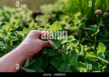 Primo piano di raccolta della menta in giardino. Foto Stock