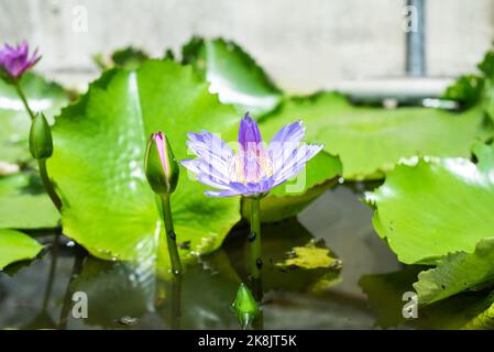 loto blu o giglio d'acqua che cresce in Vietnam da vicino Foto Stock