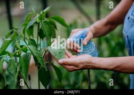 Primo piano di donne anziane che annaffiano foglie di piante con spruzzatore nel suo giardino. Foto Stock