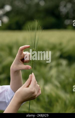 La mano di una donna in un vestito bianco tiene un'orecchio unmated di mais ed esamina esso. Un ecologo esamina un orecchio di grano. Foto Stock