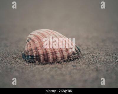 Un macro scatto di una conchiglia sulla spiaggia di sabbia Foto Stock