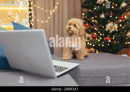 Piccolo balona per cani con un barattolo di maltipoo vicino all'albero di Natale la sera di Natale guardando un video su un computer portatile mentre si siede su un divano marrone. Foto Stock