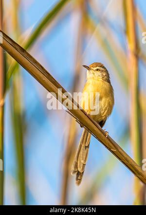 Prinia pianura che si agginzella su un ramo d'albero Foto Stock