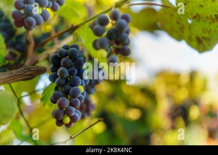Fila di vigneti con uve blu in autunno giorno. Foto Stock