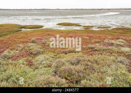 Parco naturale della baia di Cádiz (Parque Natural Bahía de Cádiz) con saline e sentieri, Cadice, Andalusia, Spagna. Foto Stock