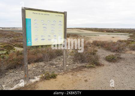 Informazioni sul pesce nel Parco Naturale della Baia di Cádiz (Parque Natural Bahía de Cádiz) con saline e sentieri, Cadice, Andalusia, Spagna. Foto Stock